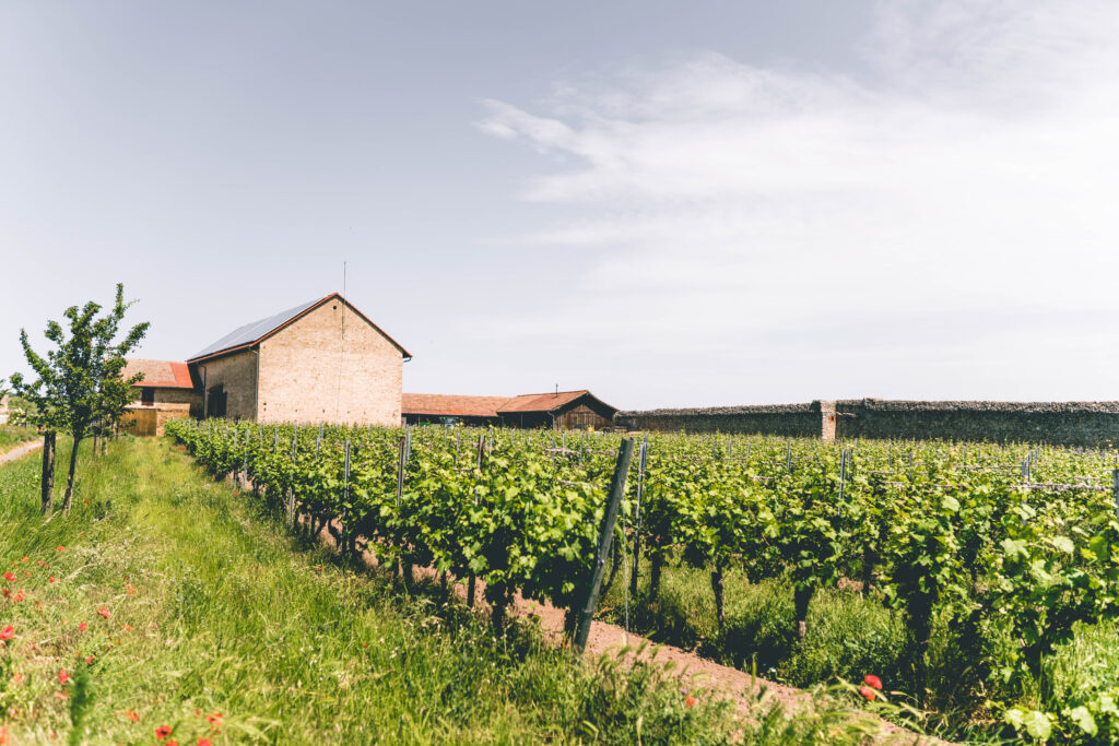 Blick auf das Weingut Schloss Janson umgeben von idyllischen Weinbergen – perfekte Kulisse für freie Trauungen